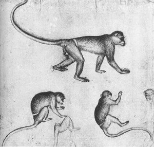 Apes (from the artist's sketchbook) c. 1430